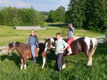 Unsere Ponys zum Reiten rund um den Bauernhof